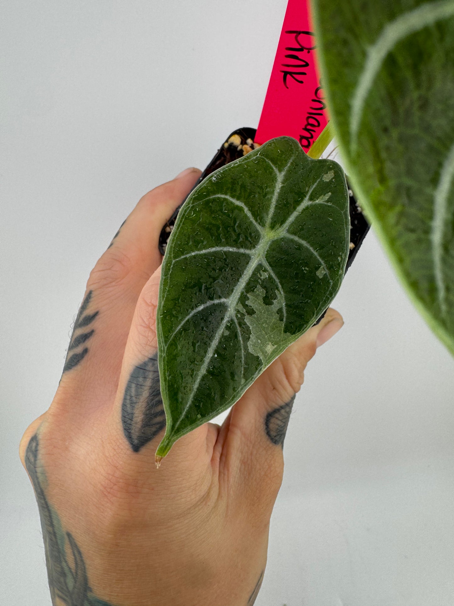 Alocasia Watsoniana Pink Variegated