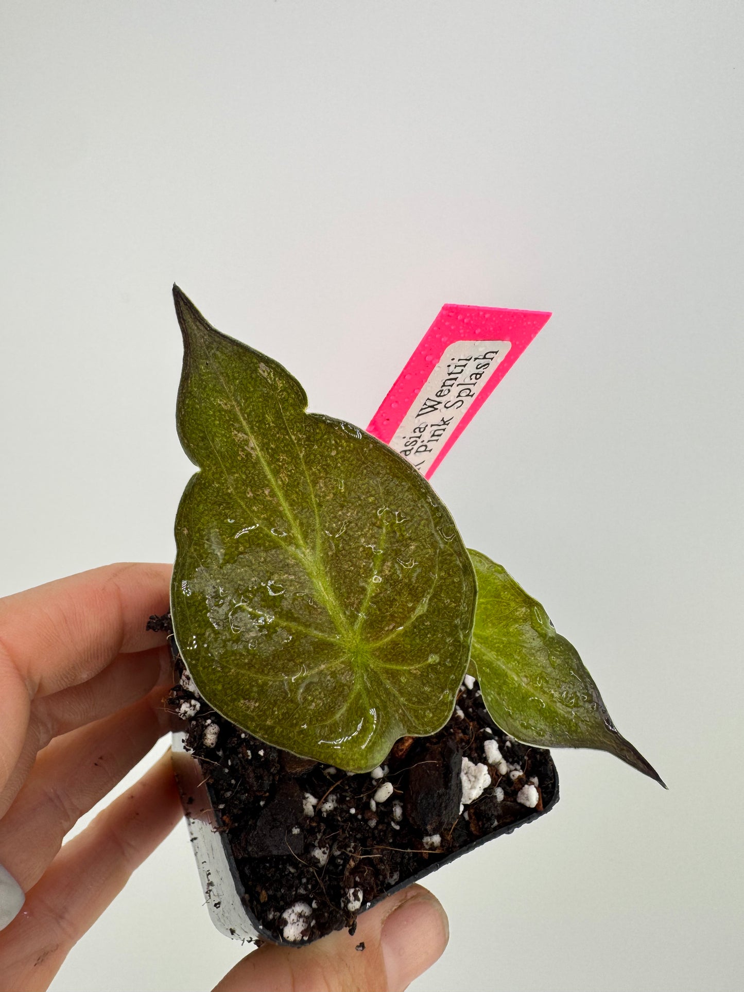 Alocasia Wentii Variegated Pink Splash #2