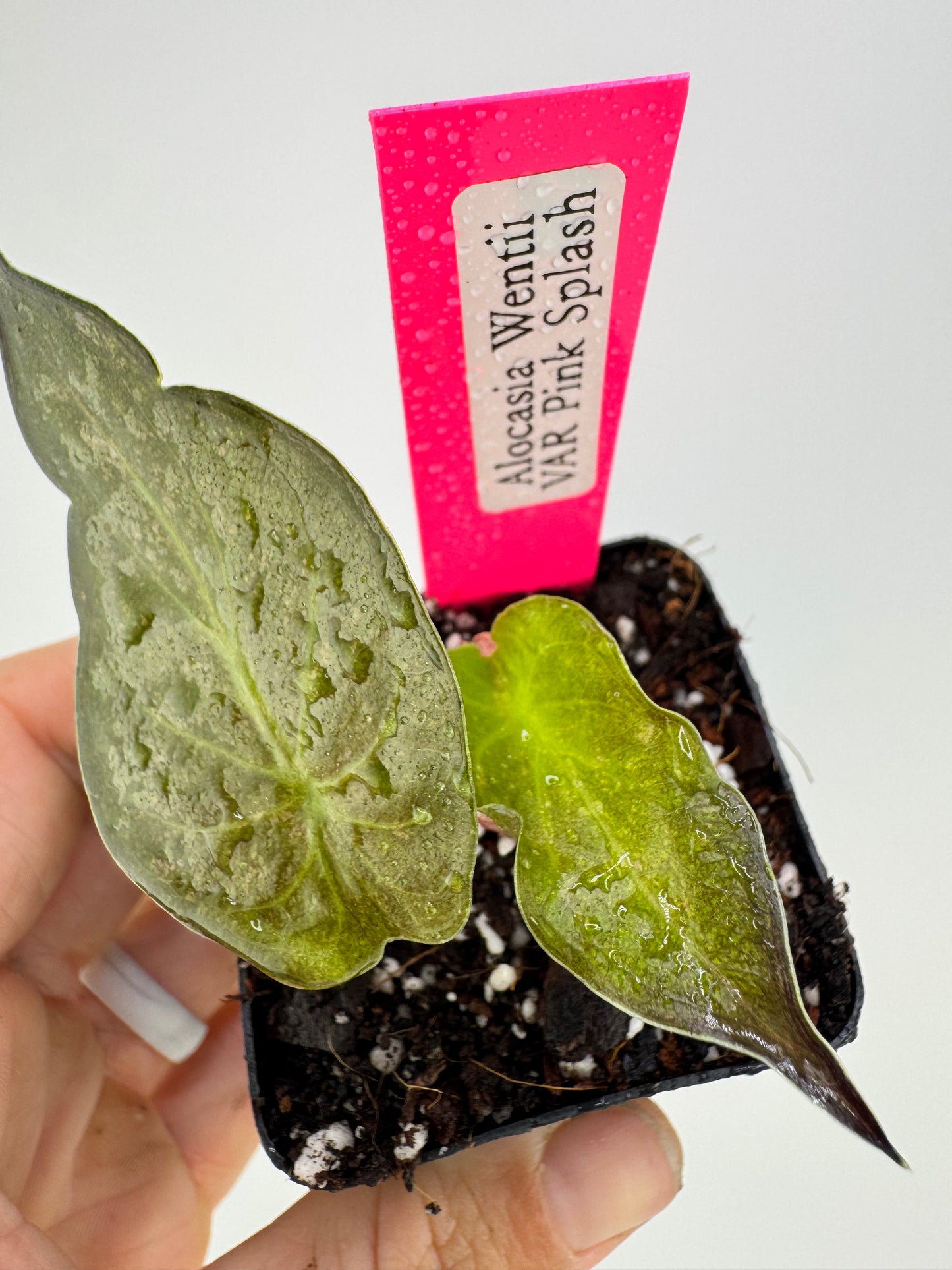 Alocasia Wentii Variegated Pink Splash #2