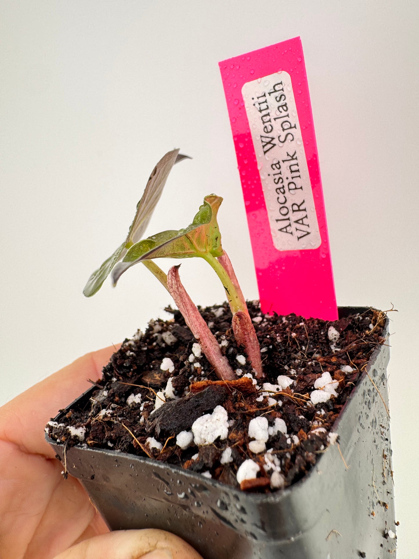 Alocasia Wentii Variegated Pink Splash #2