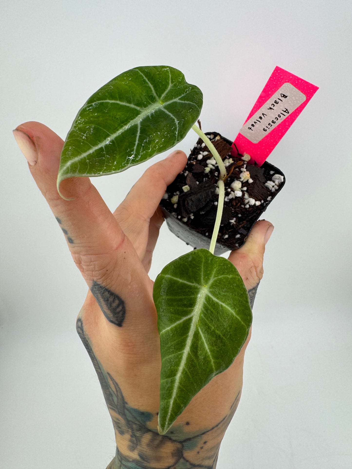 Alocasia Black Velvet