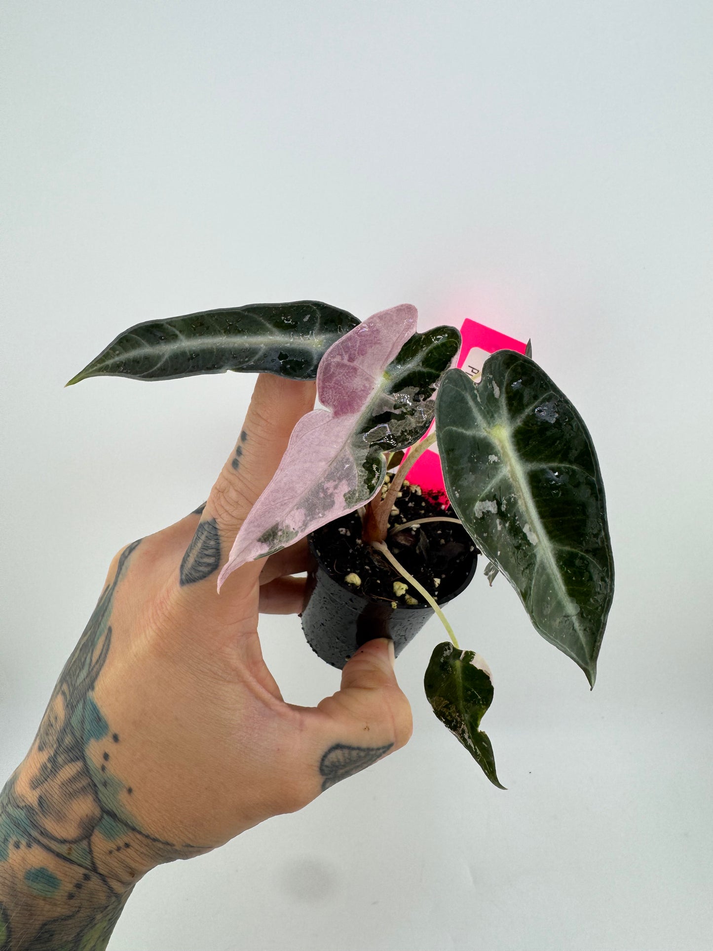 Variegated Alocasia Bambino #B Pink/Albo