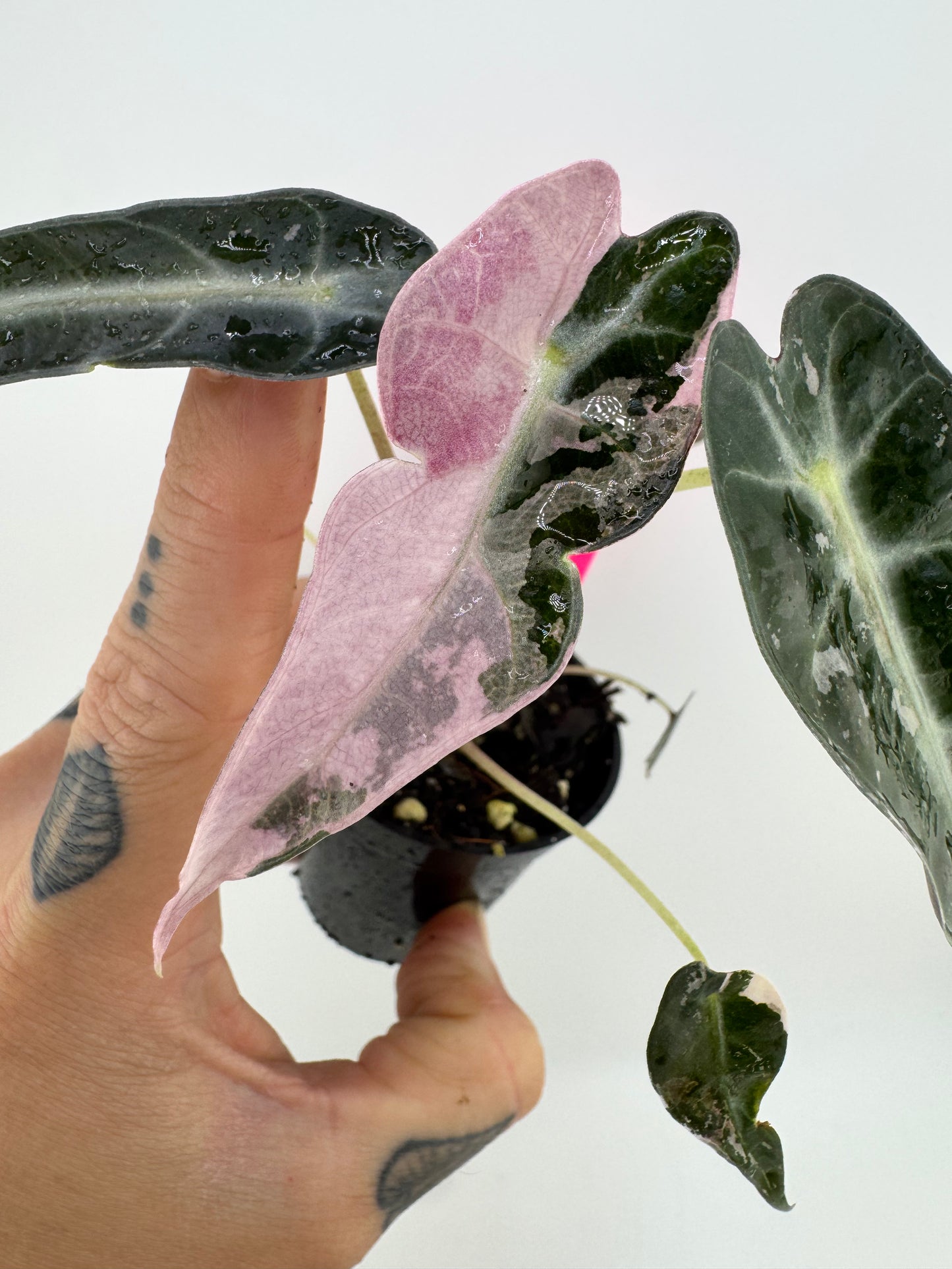 Variegated Alocasia Bambino #B Pink/Albo