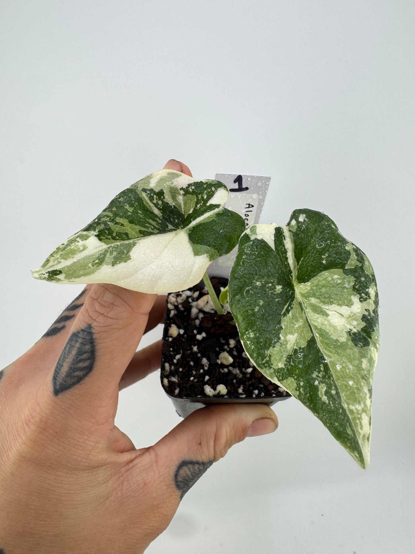 Alocasia Melo Variegated ‘Albo’ #1