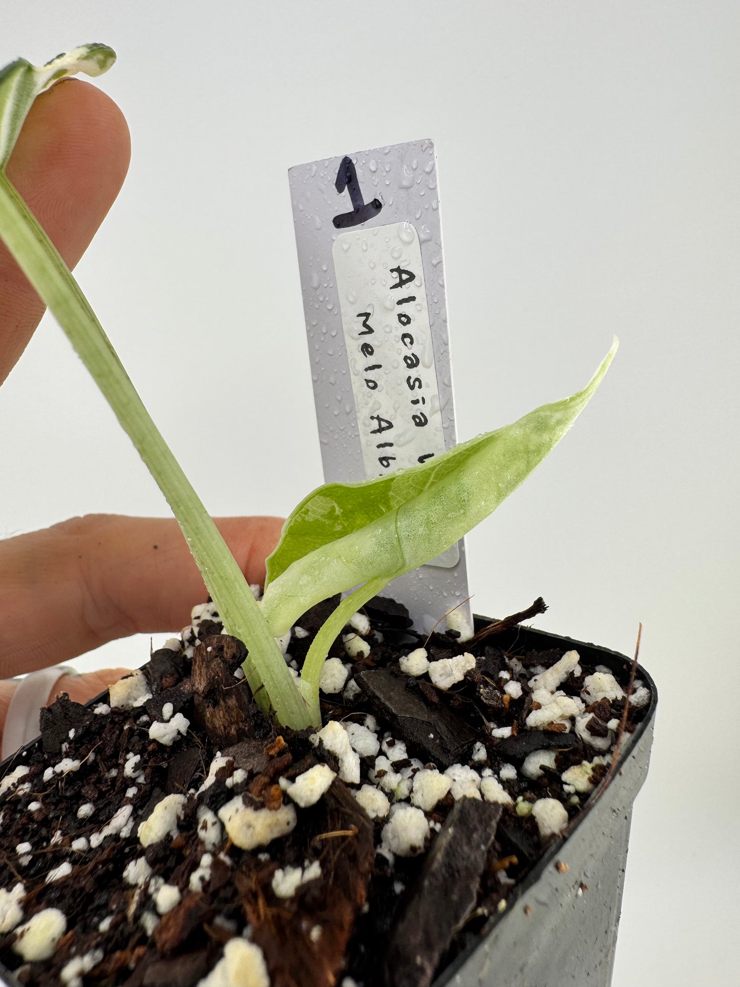 Alocasia Melo Variegated ‘Albo’ #1