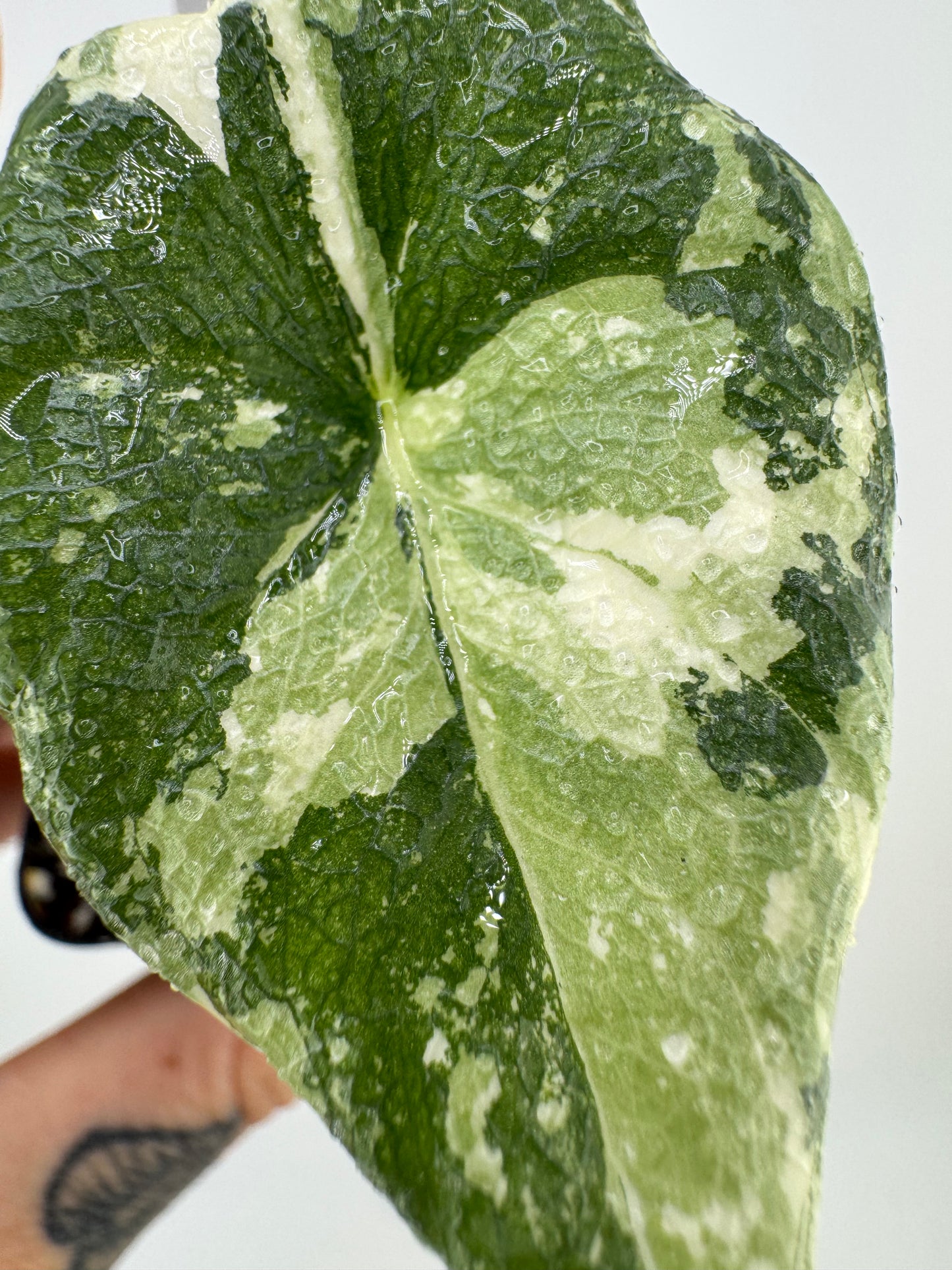 Alocasia Melo Variegated ‘Albo’ #1