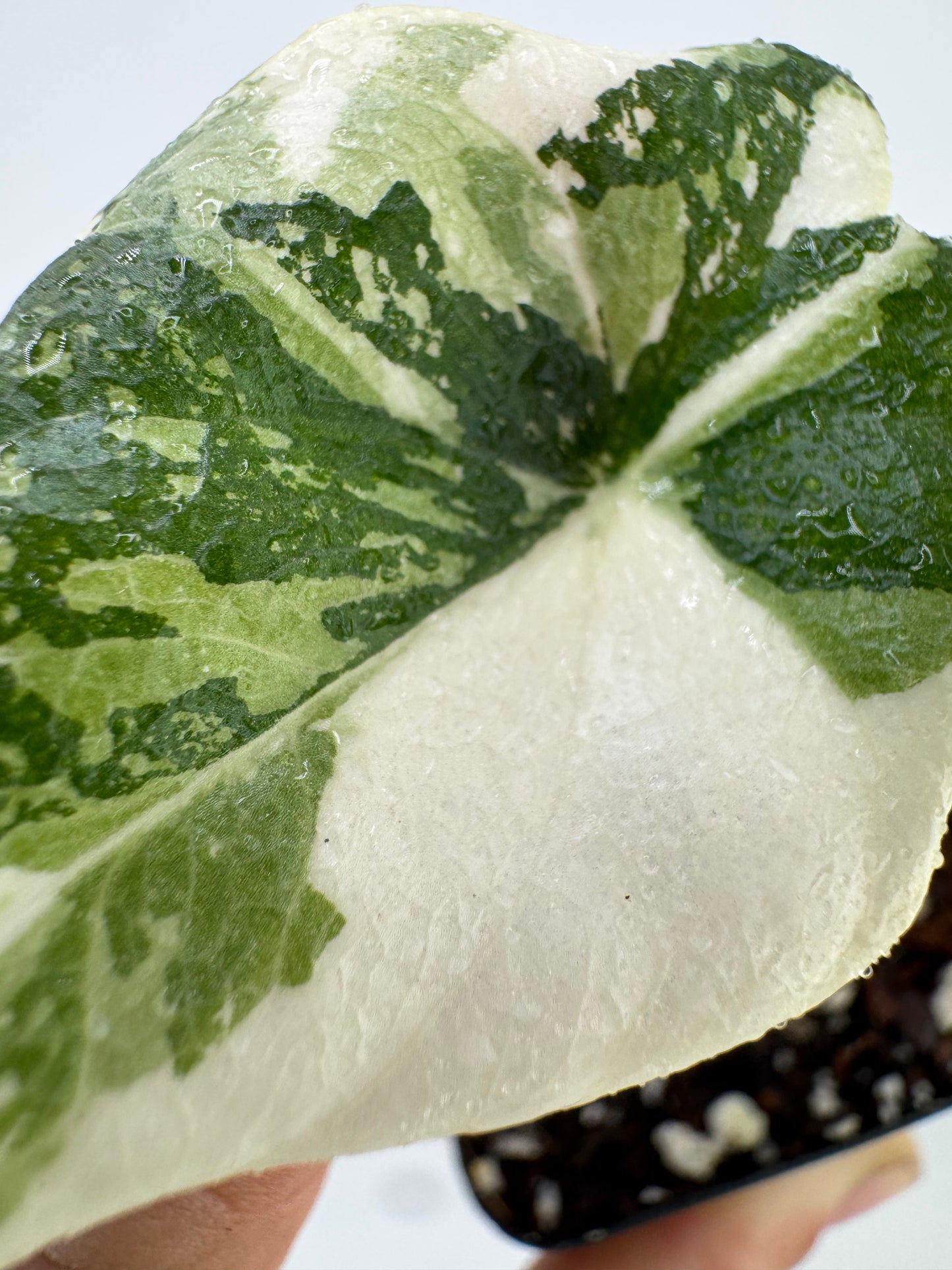 Alocasia Melo Variegated ‘Albo’ #1