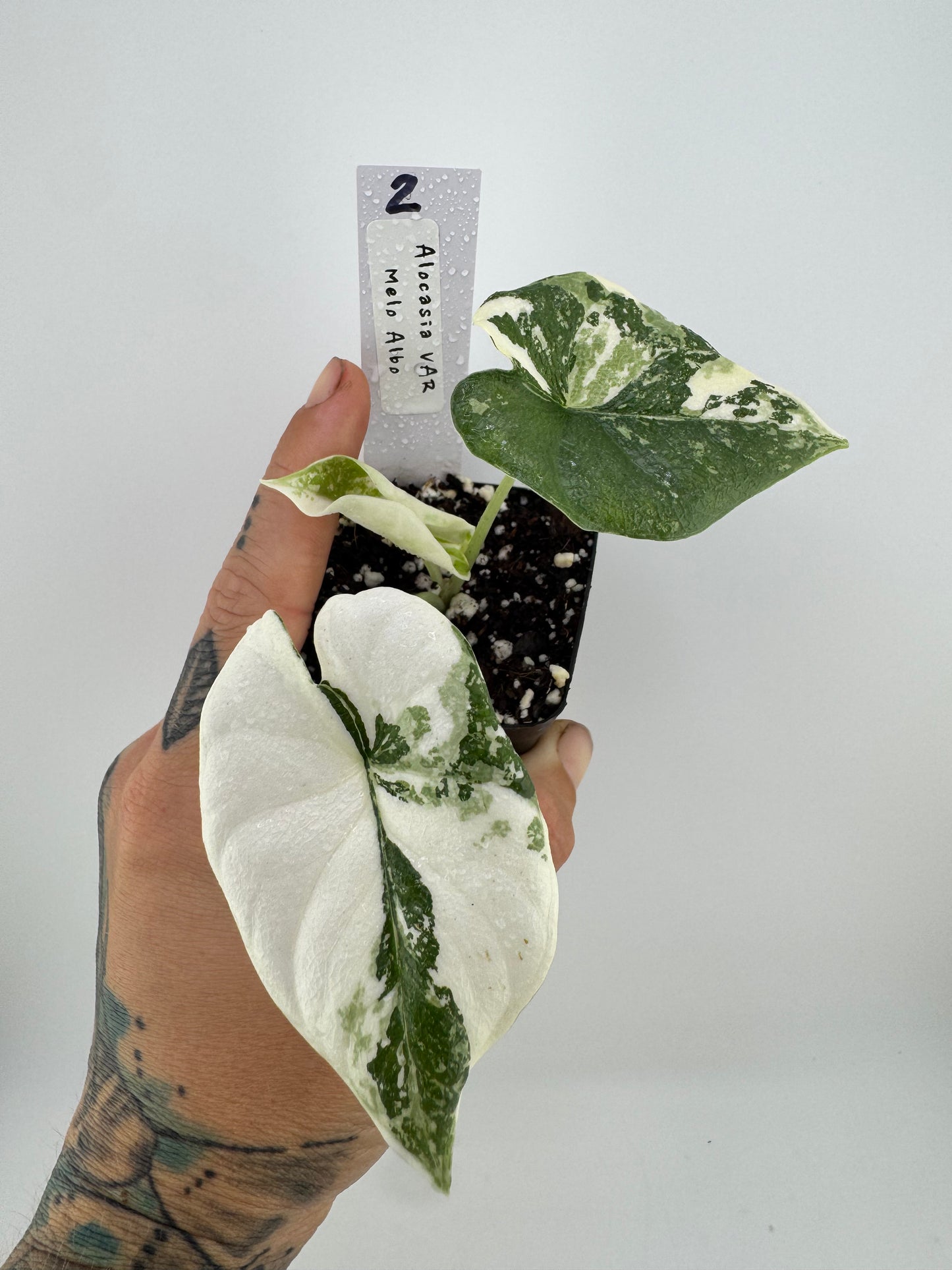 Alocasia Melo Variegated ‘Albo’ #2