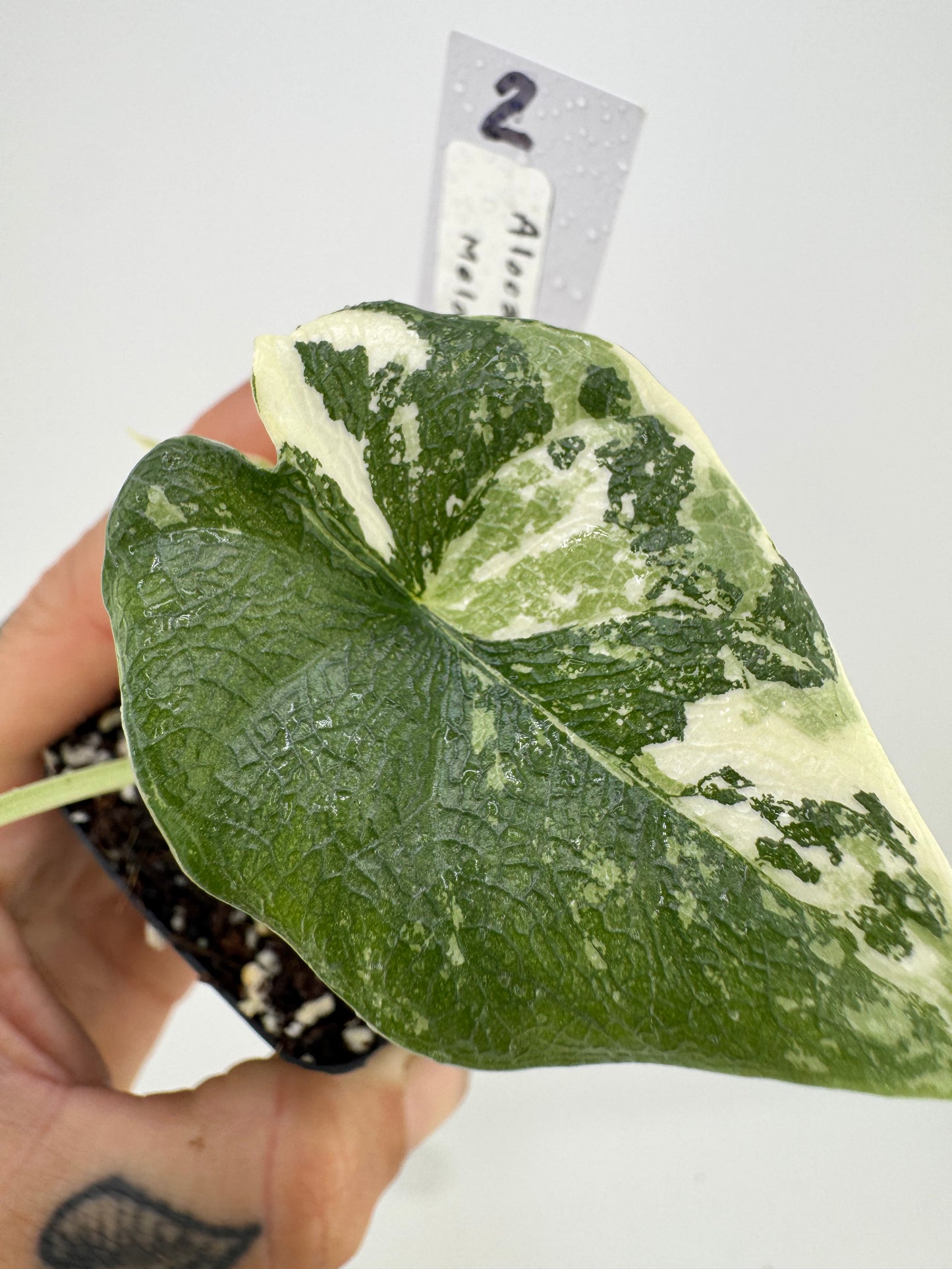 Alocasia Melo Variegated ‘Albo’ #2