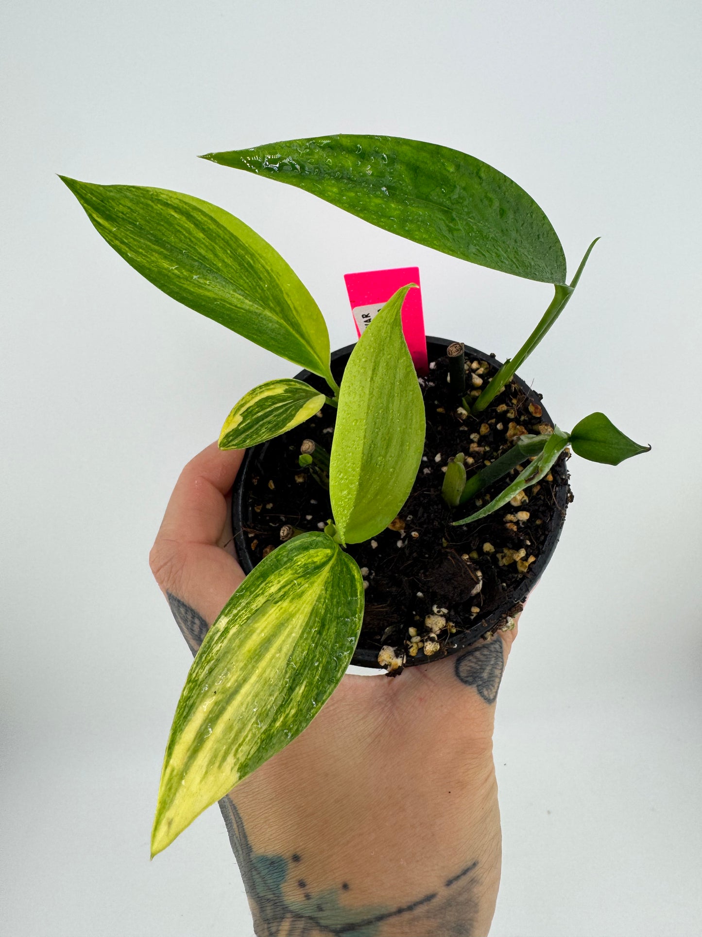 Epipremnum Amplissium Aurea Variegated
