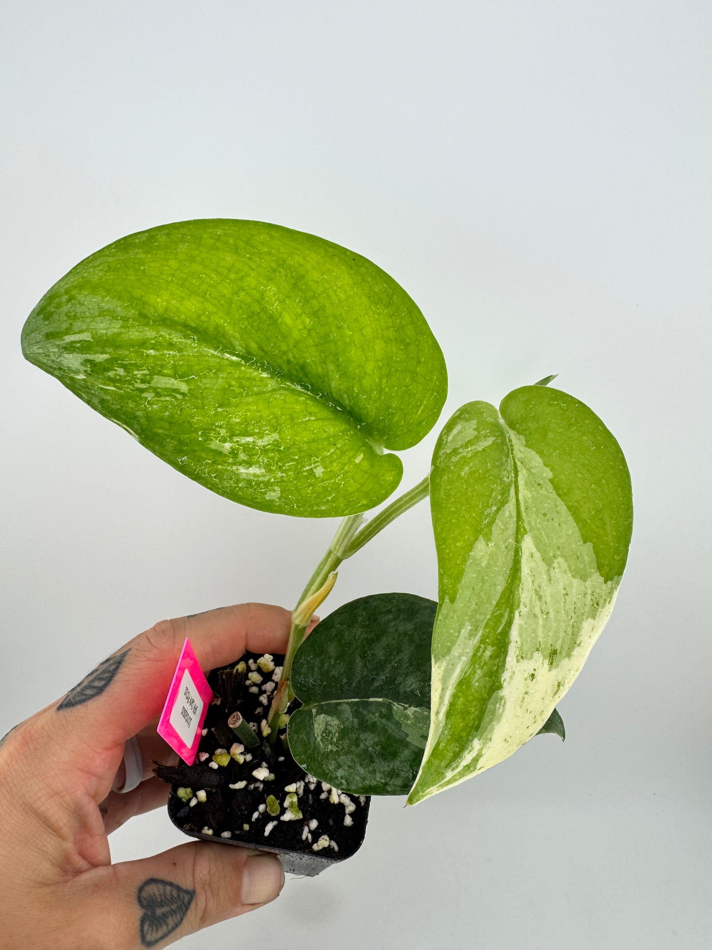 Scindapsus Dark Pictus Variegated