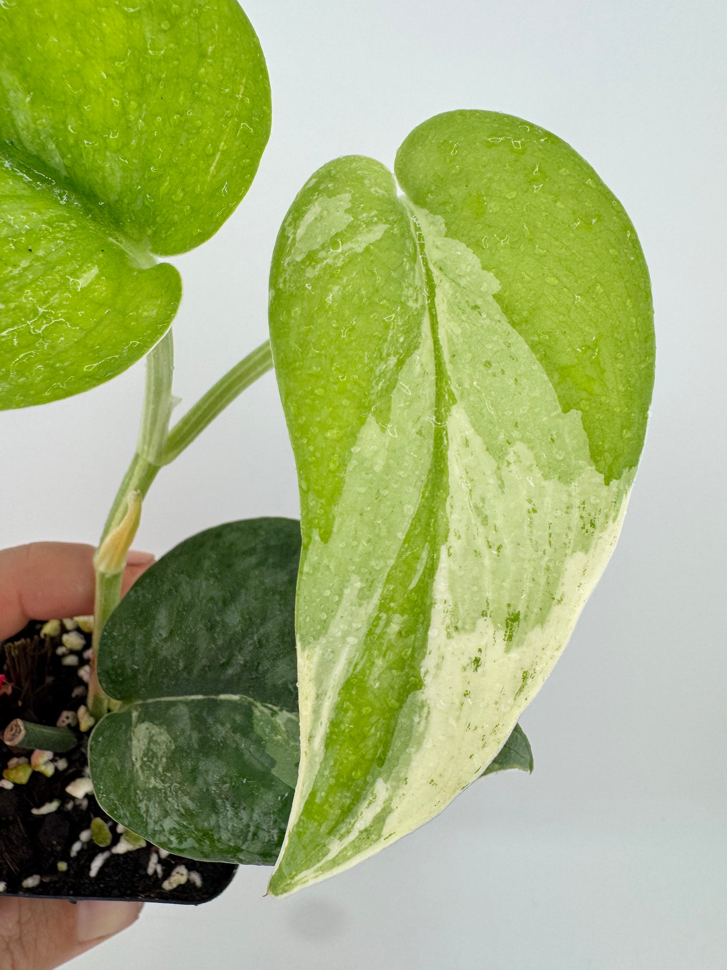 Scindapsus Dark Pictus Variegated