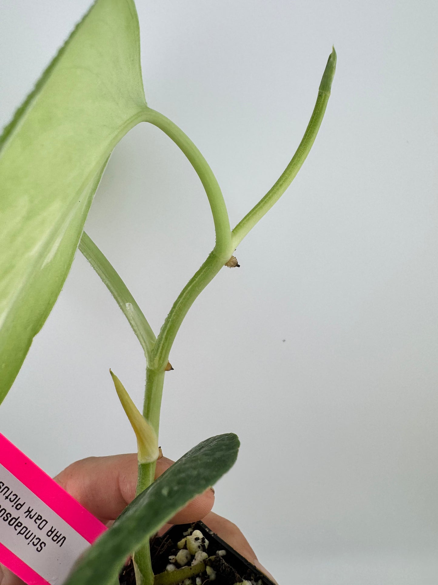 Scindapsus Dark Pictus Variegated