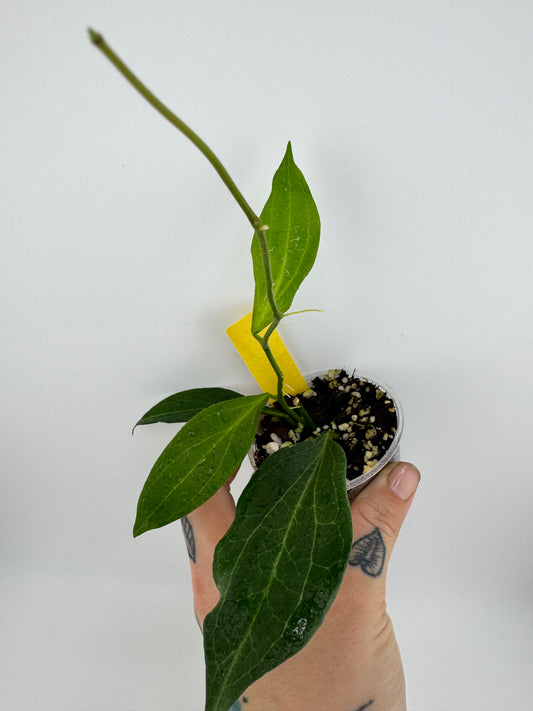 Hoya ‘New Guinea’