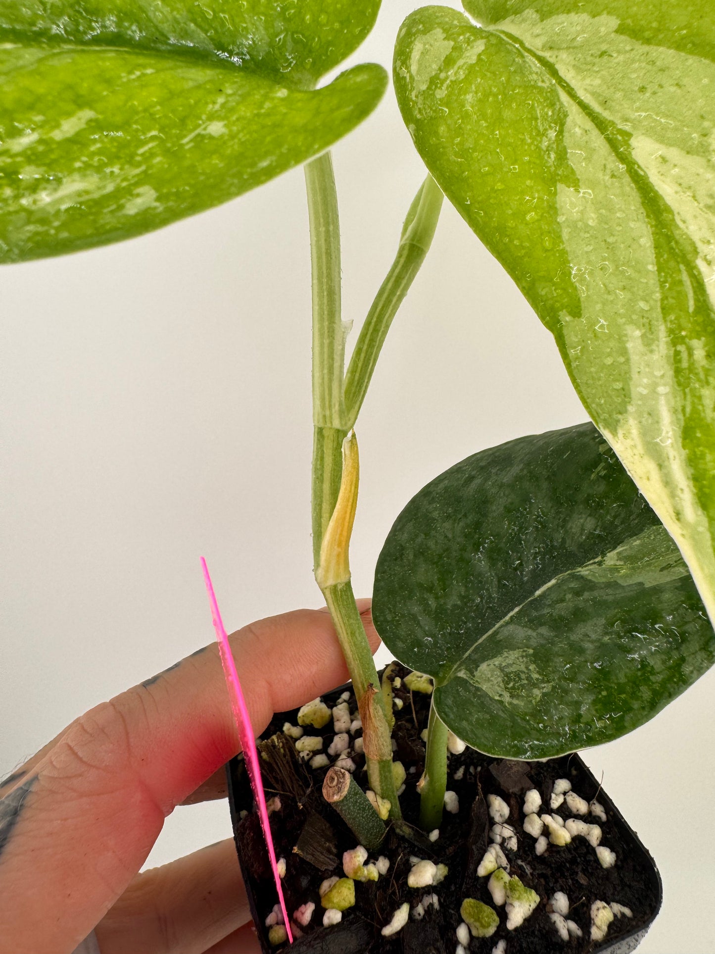 Scindapsus Dark Pictus Variegated
