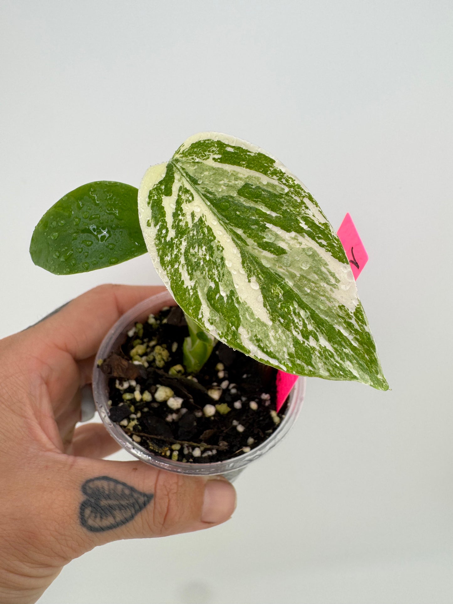 Monstera Deliciosa Variegated Albo (Small Form) #1