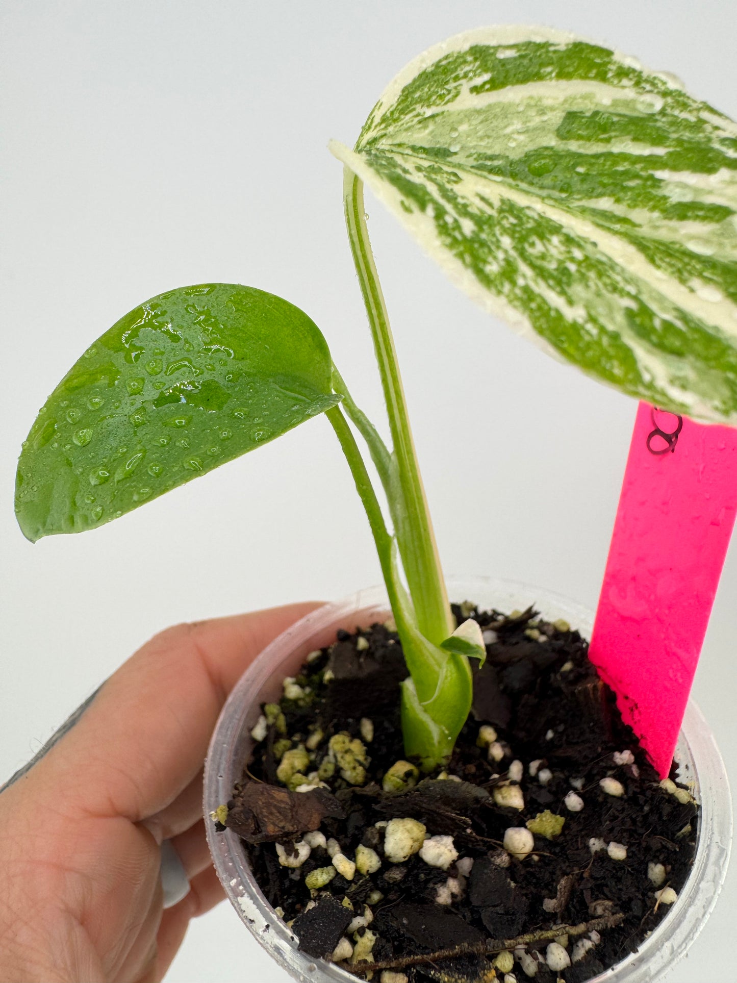 Monstera Deliciosa Variegated Albo (Small Form) #1