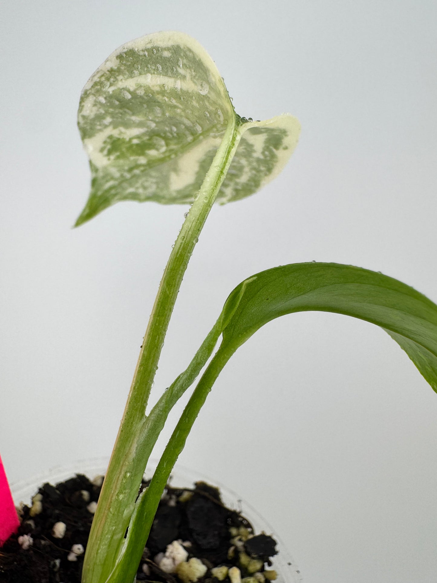 Monstera Deliciosa Variegated Albo (Small Form) #1