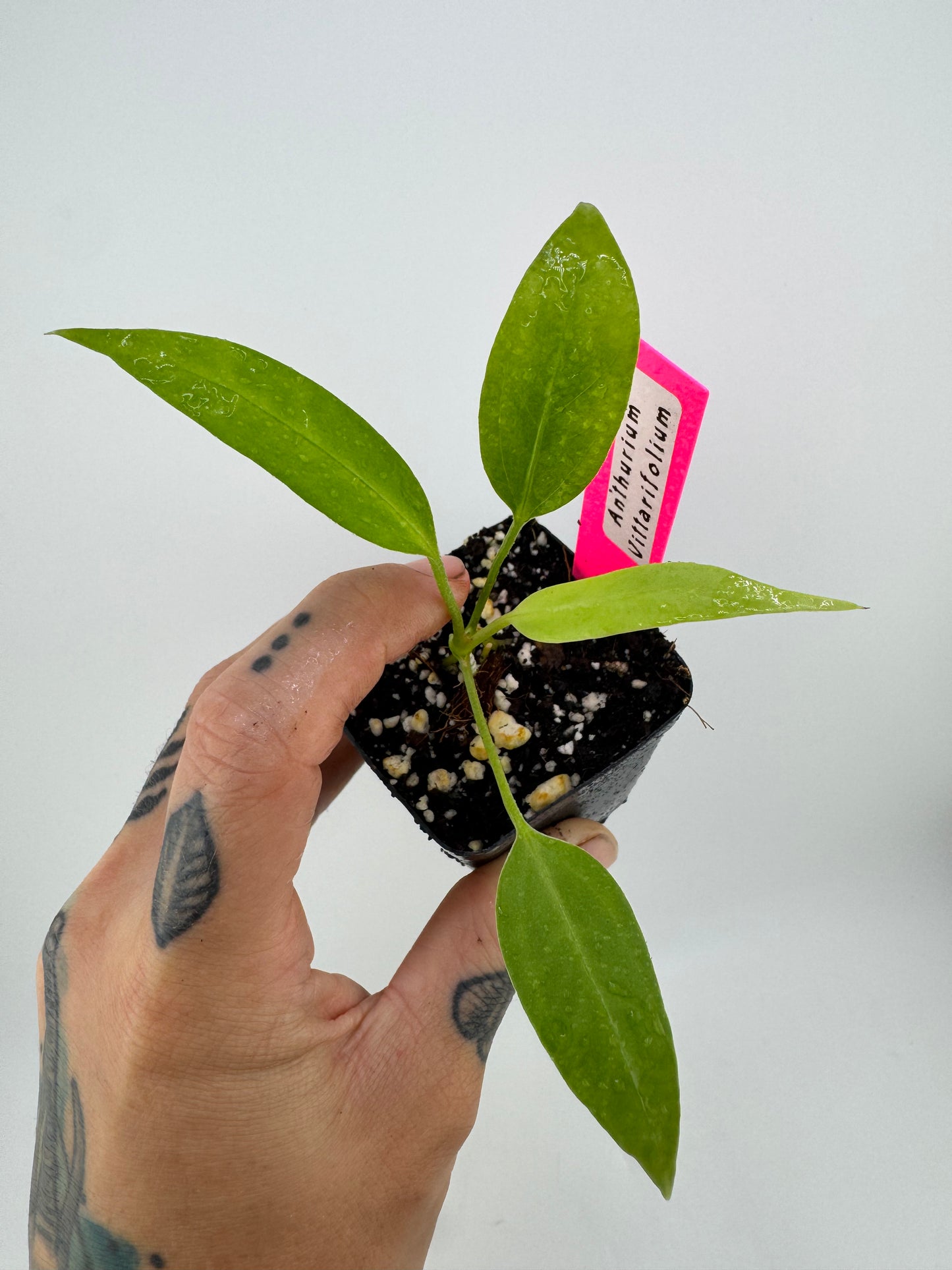 Anthurium vittariifolium