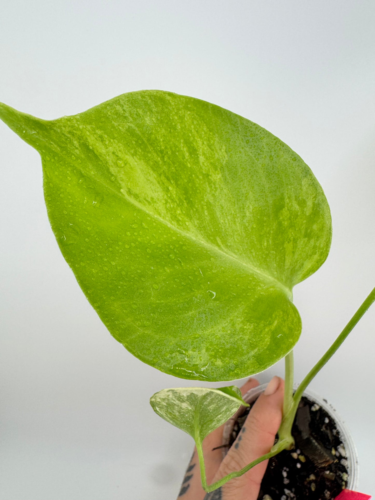 Monstera Deliciosa (Small Form) Aurea Variegated