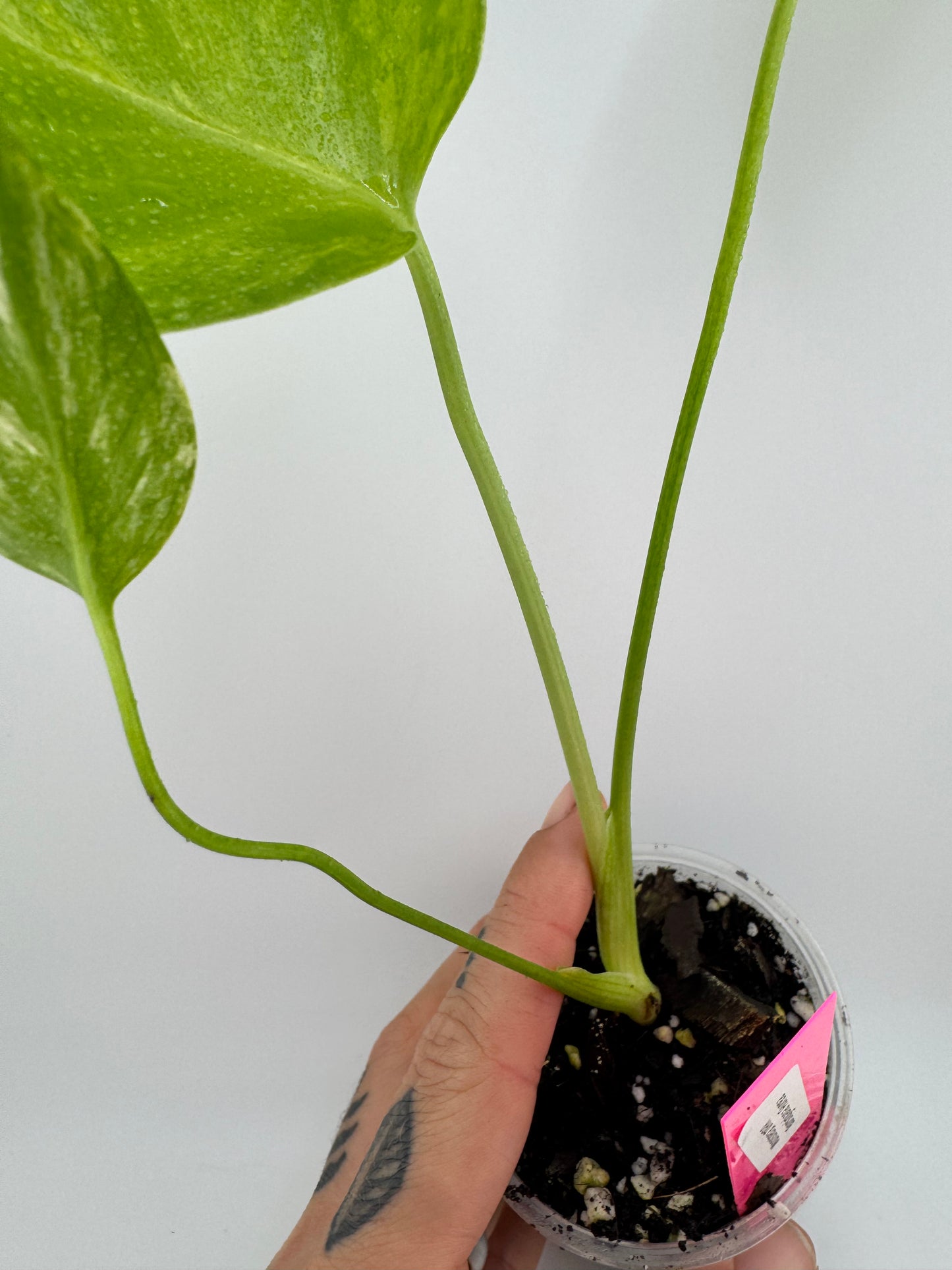 Monstera Deliciosa (Small Form) Aurea Variegated
