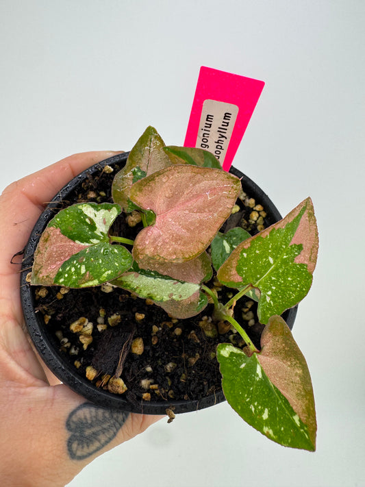 Syngonium Variegated Red Spot Tricolor