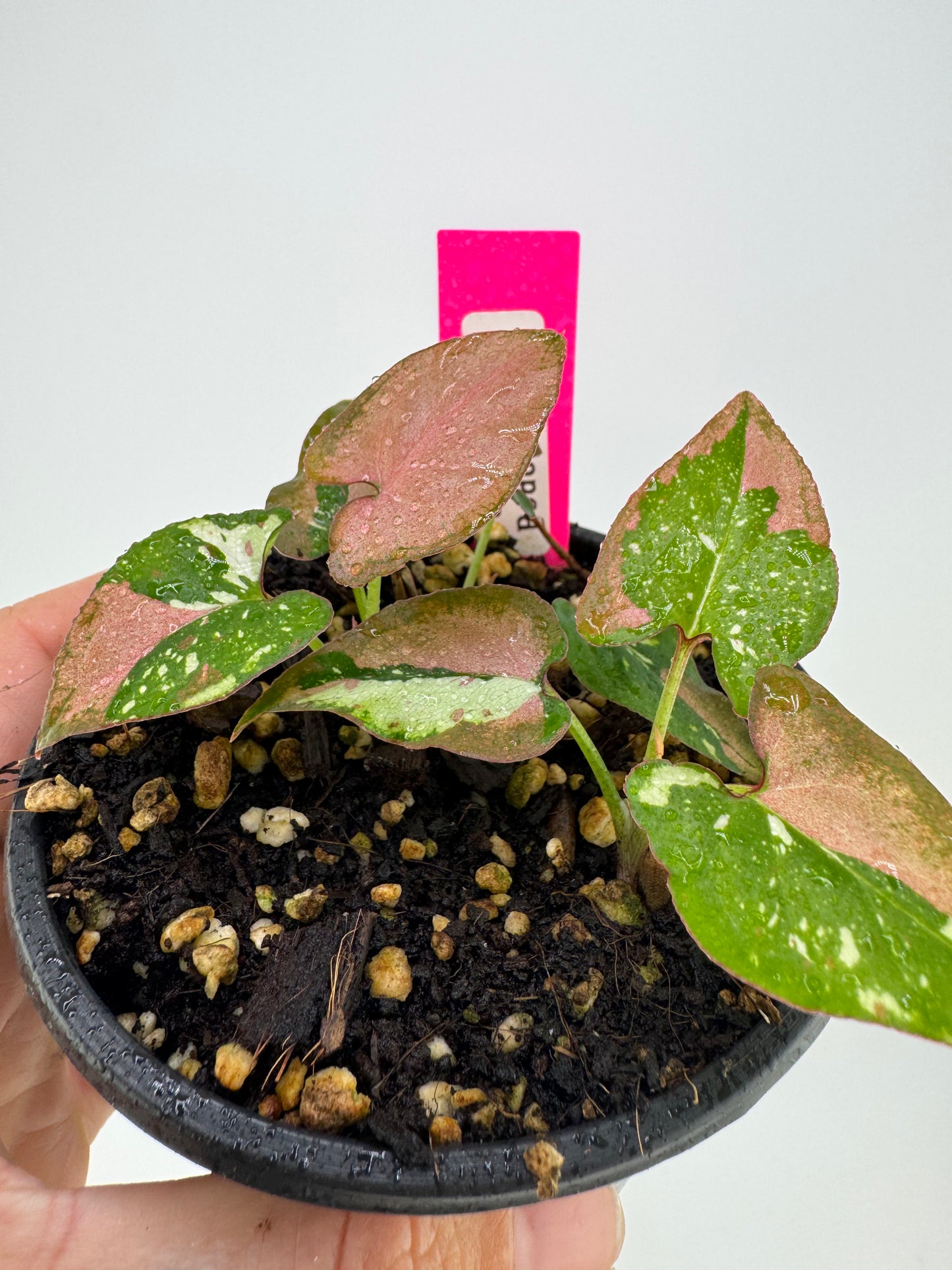 Syngonium Variegated Red Spot Tricolor