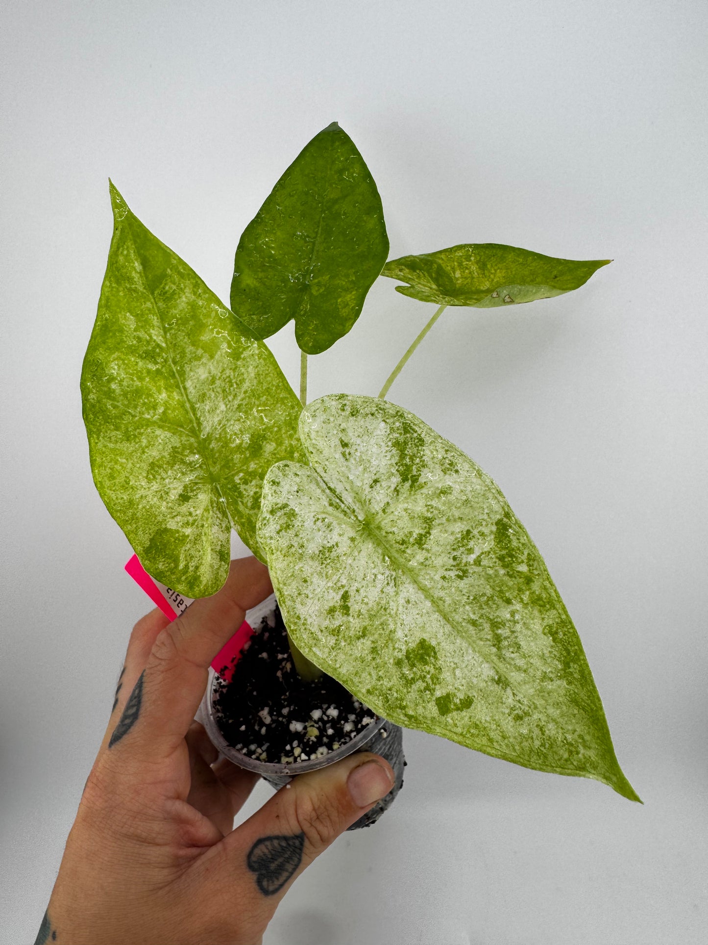 Alocasia Batik Variegated