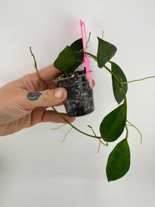Hoya Lacunosa Purple Flower