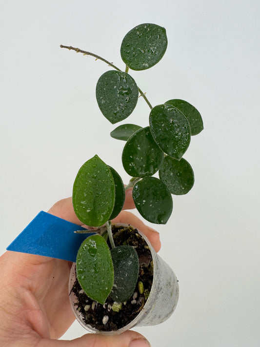 Hoya mathilde splash