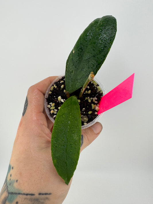 Hoya Ranauensis
