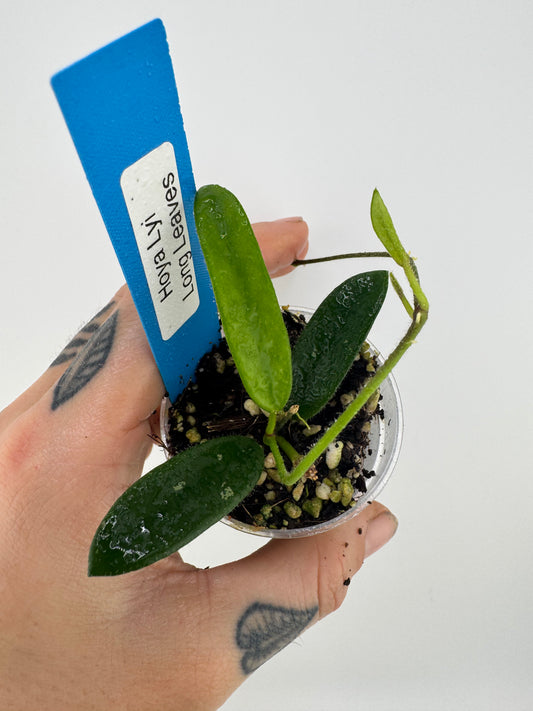 Hoya Lyi ‘long leaves’