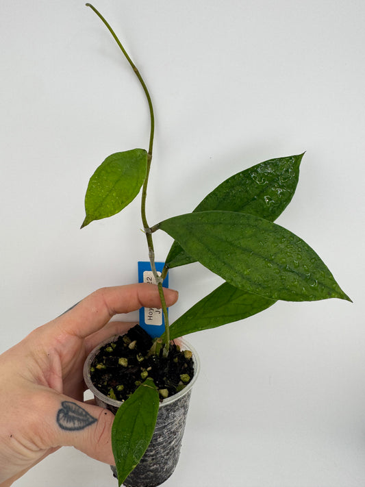 Hoya Jennifer ‘AH002’