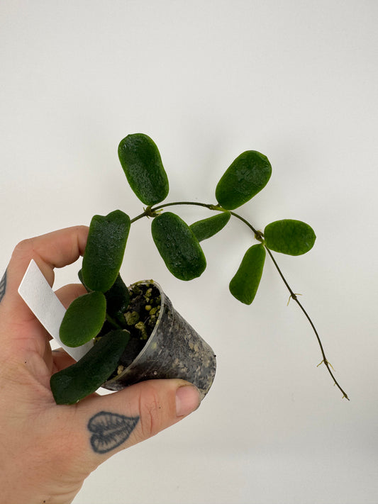 Hoya Rotundiflora
