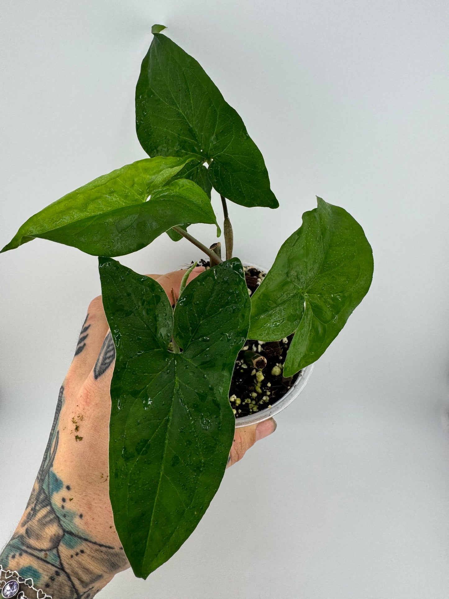 Syngonium podophyllum