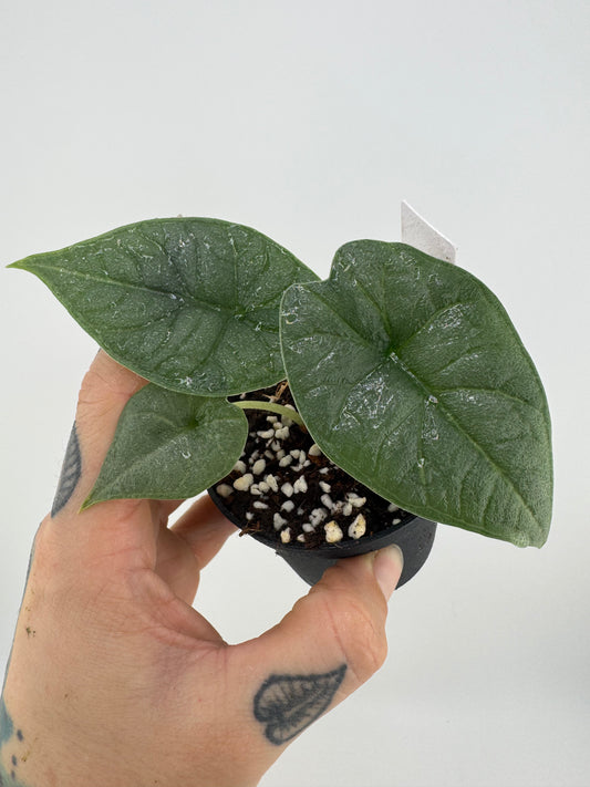 Alocasia Melo 4”