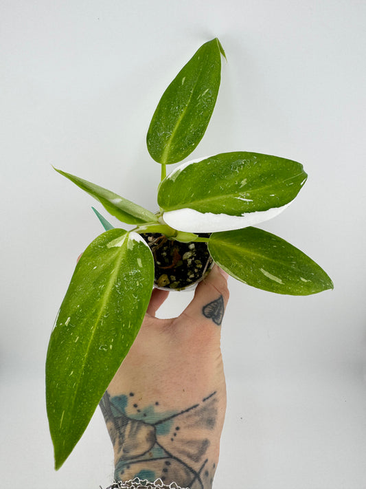 Philodendron White Princess