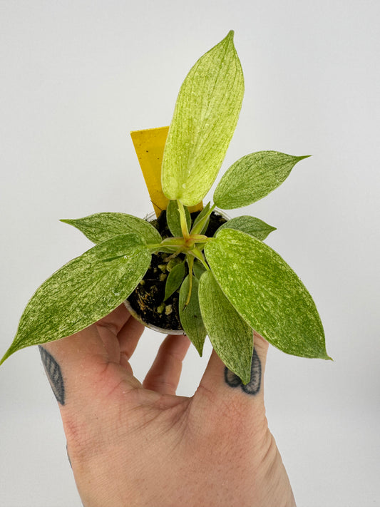 Philodendron Florida Ghost