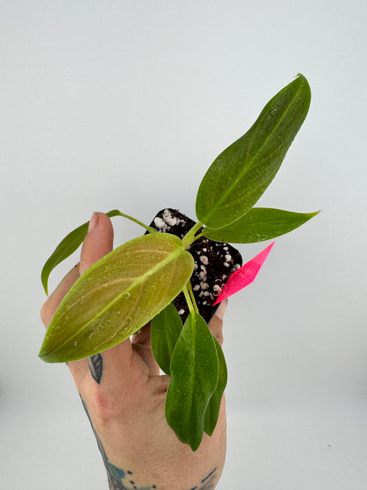 Philodendron Subhastum