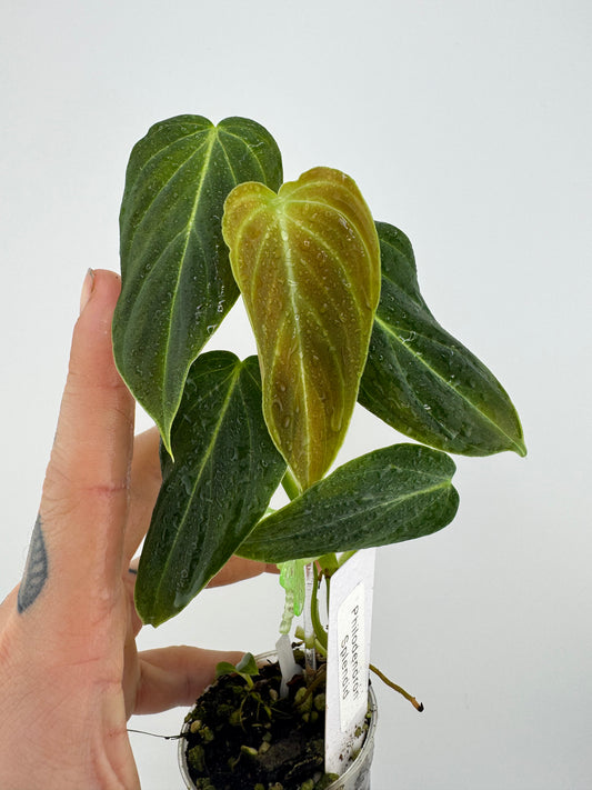 Philodendron splendid (verrucosum X Melanocrysum)