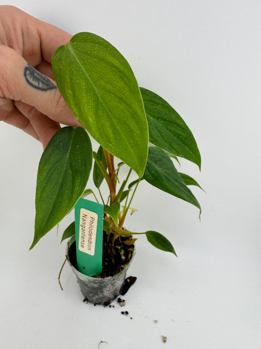 Philodendron Nangaritense ‘Fuzzy Petiole’