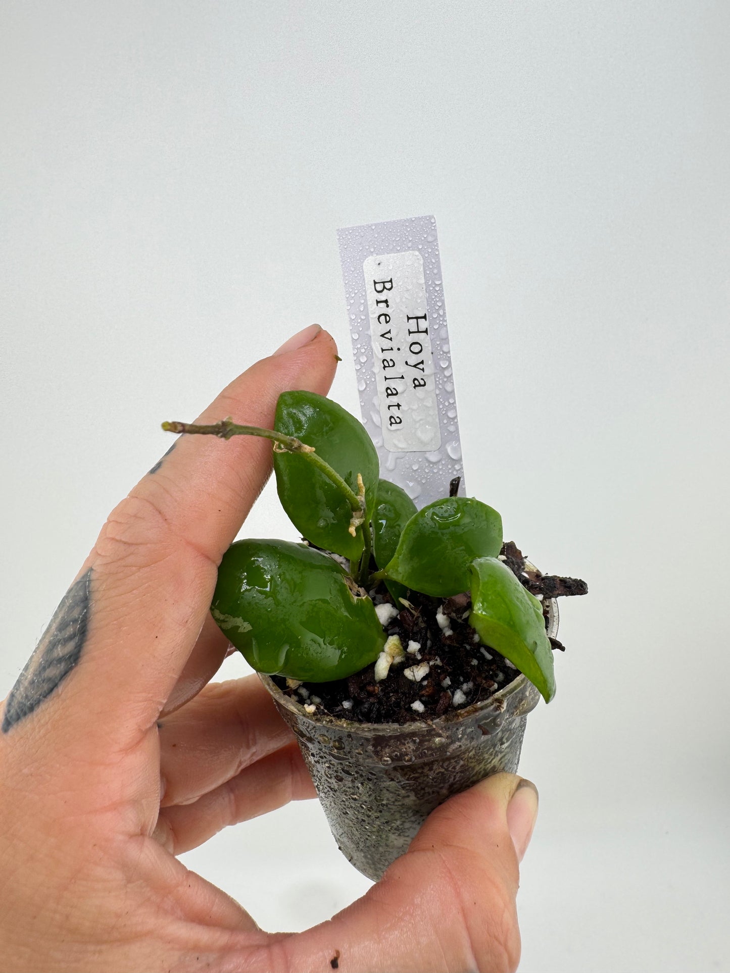 Hoya Brevialata