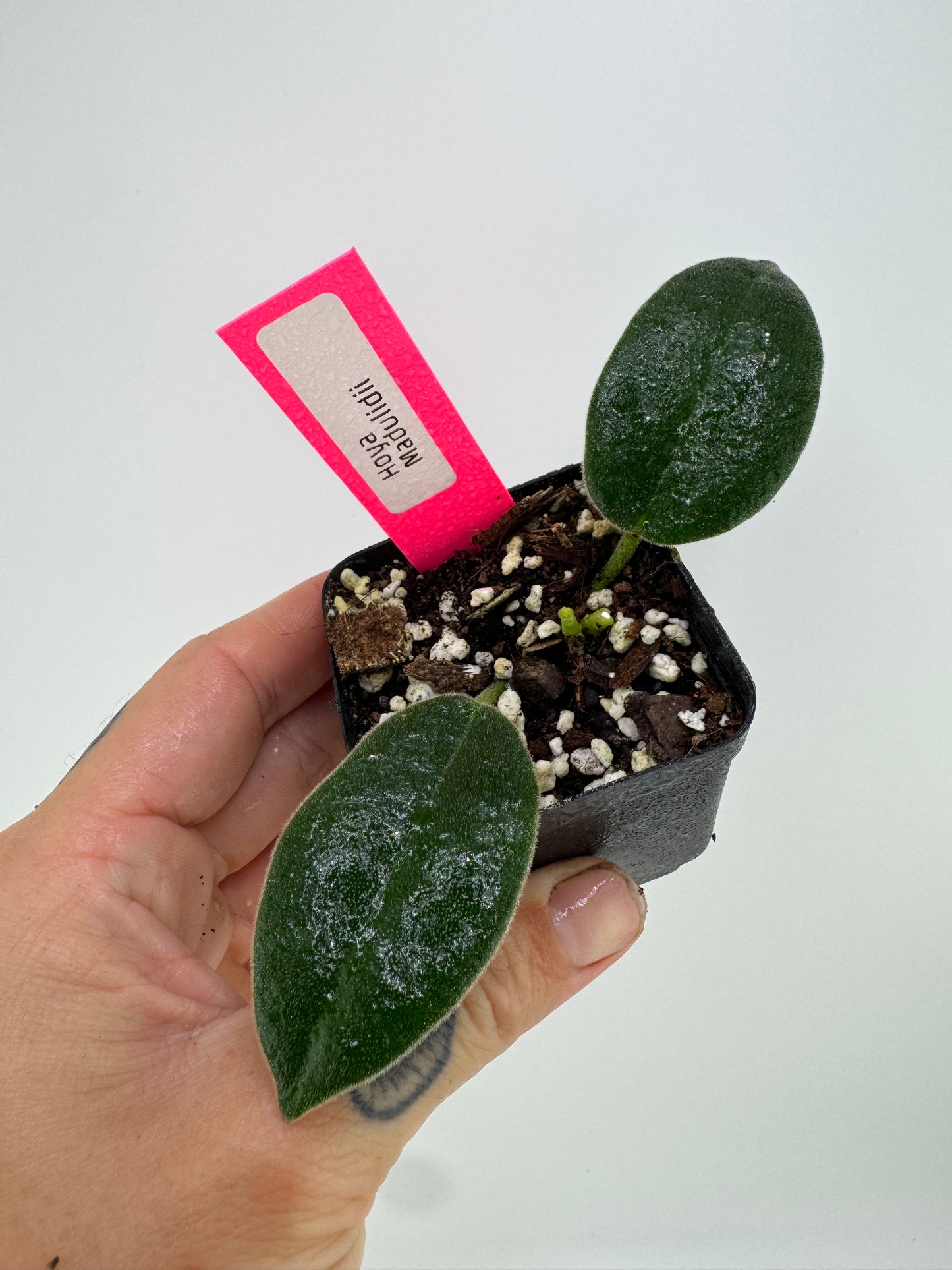 Hoya Madulidii