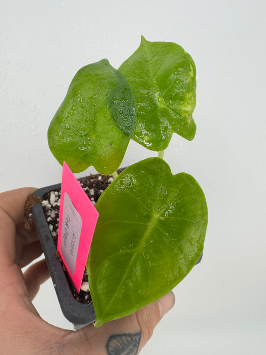 Alocasia Pink Dragon