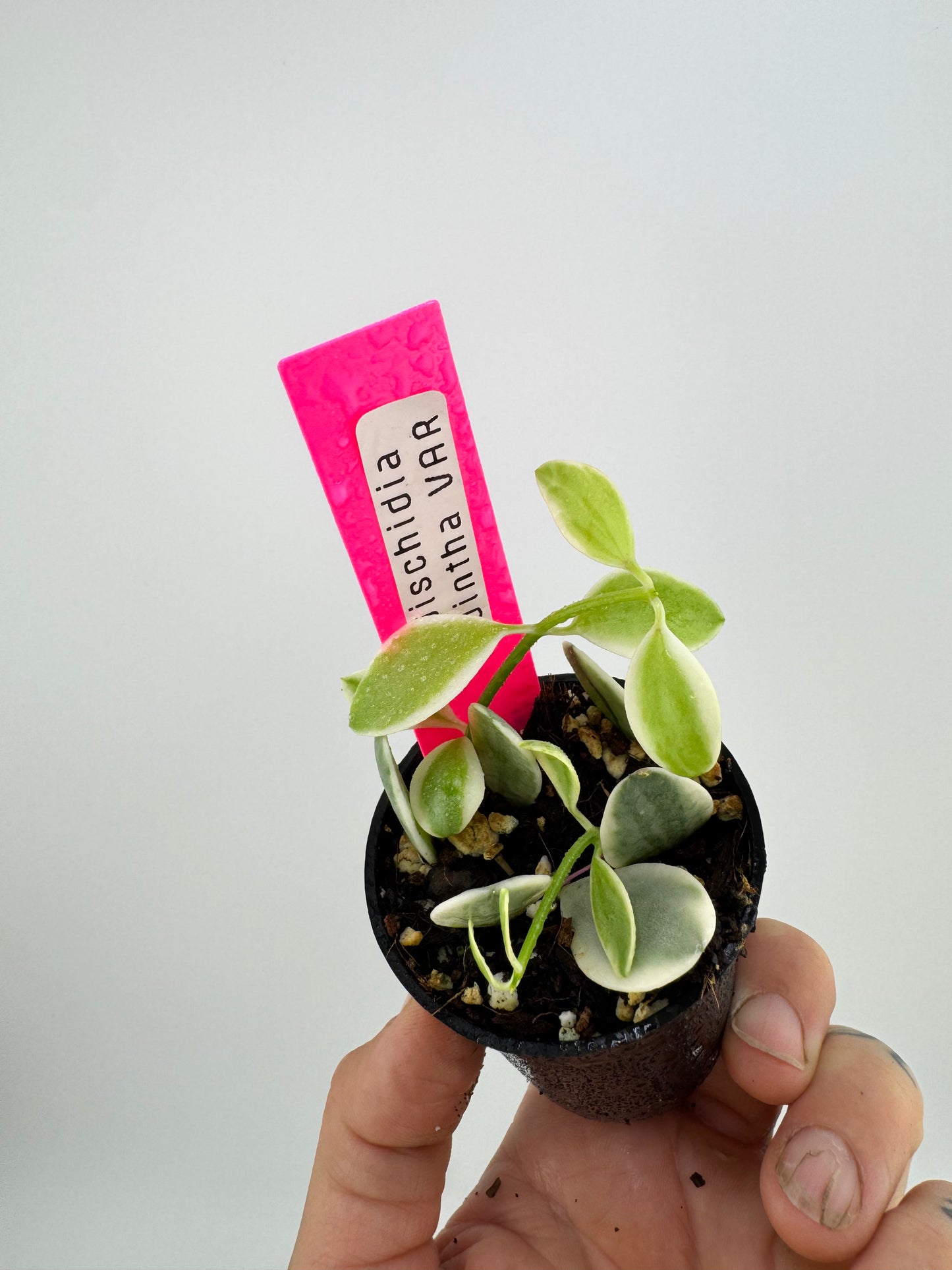 Dischidia Ointha Variegated