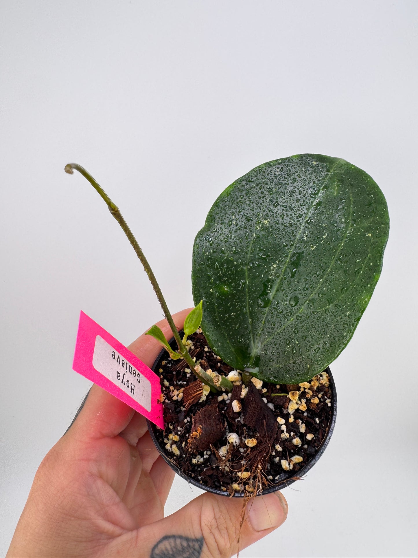 Hoya Genieve
