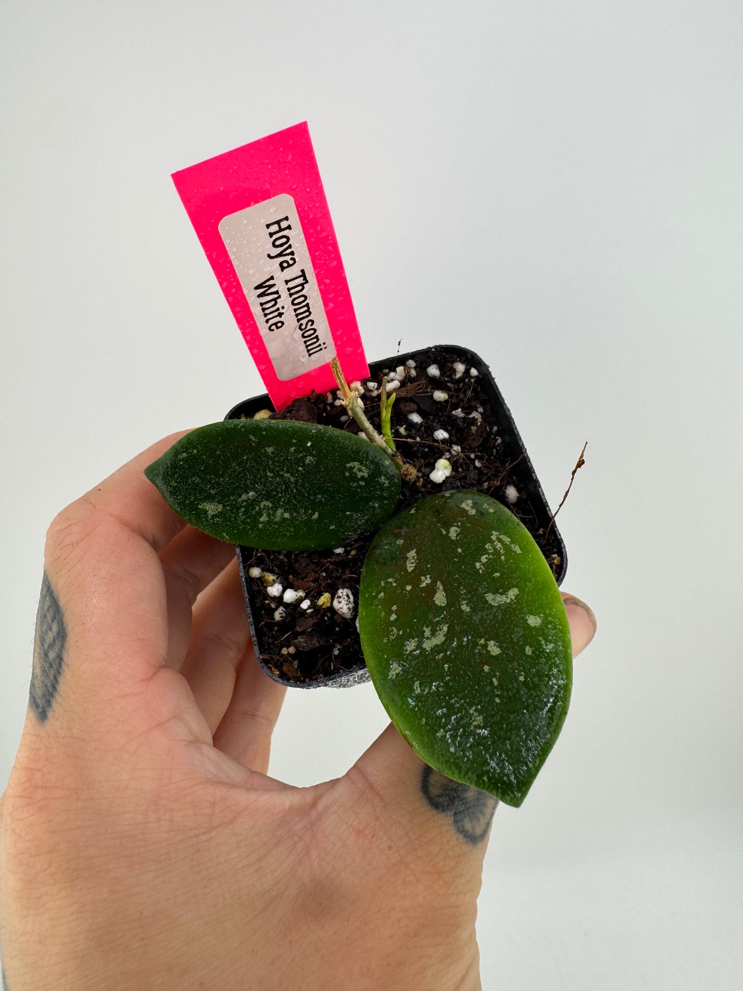 Hoya Thomsonii White