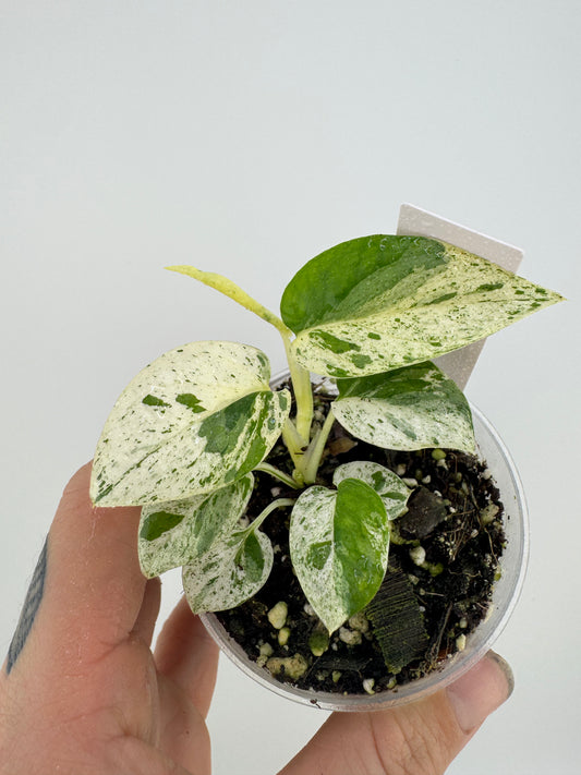 Epipremnum Pinnatum ‘Marble’ Variegated