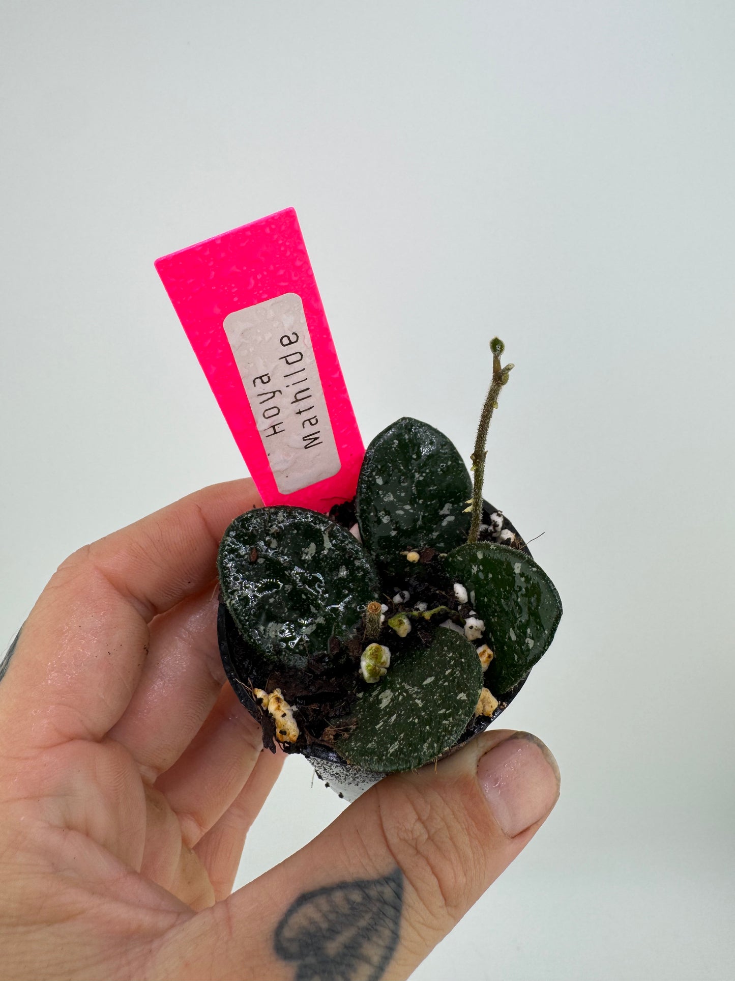 Hoya mathilde splash