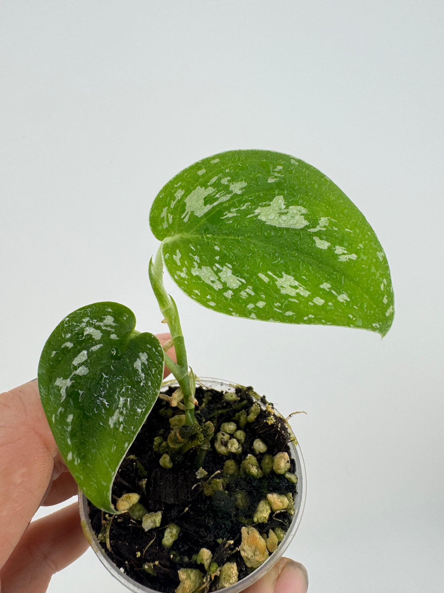 Scindapsus Pictus tricolor ‘Tattoo’